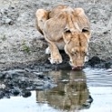 Kruger 588 copia